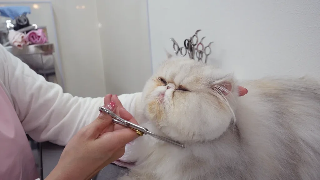 ペットイベント　インテックス大阪