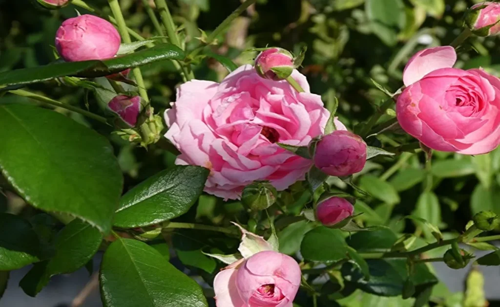 平和のバラ園 薄いピンクのバラ