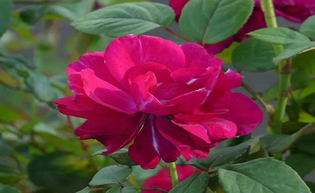 平和のバラ園 濃いピンクのバラ