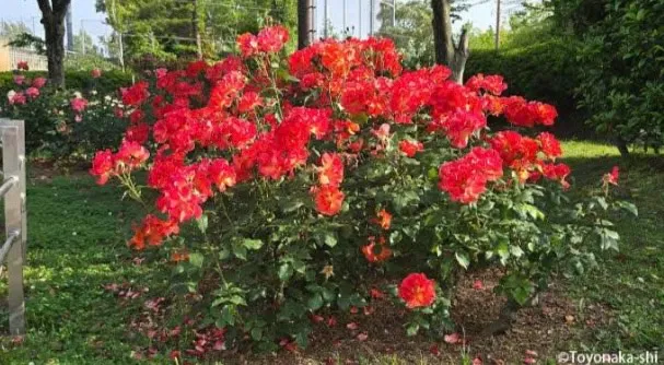 豊島公園　バラ