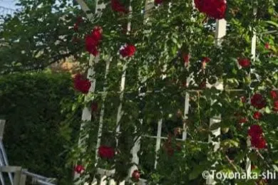 豊島公園　バラ