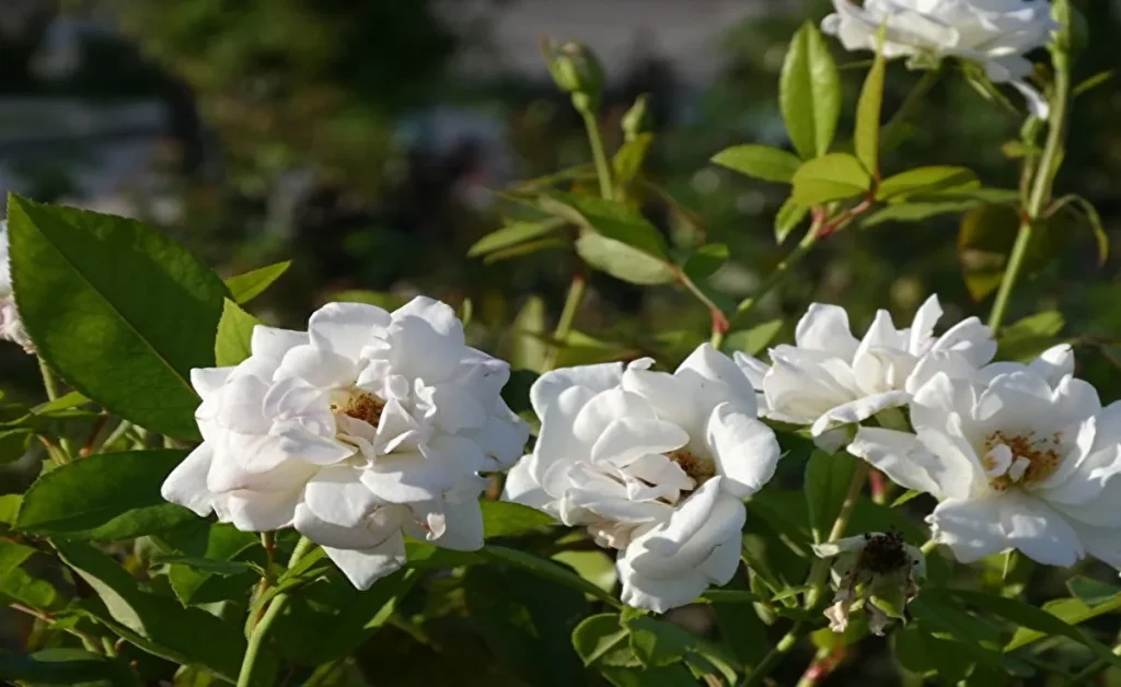 平和のバラ園 白いバラ(複数)