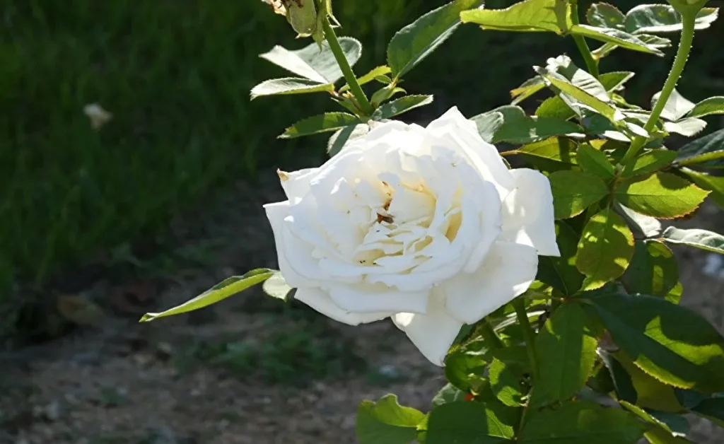 平和のバラ園 白いバラ(一輪)