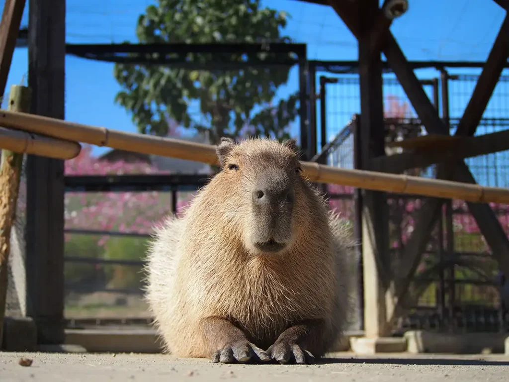 仔ヤギ　ハーベストの丘