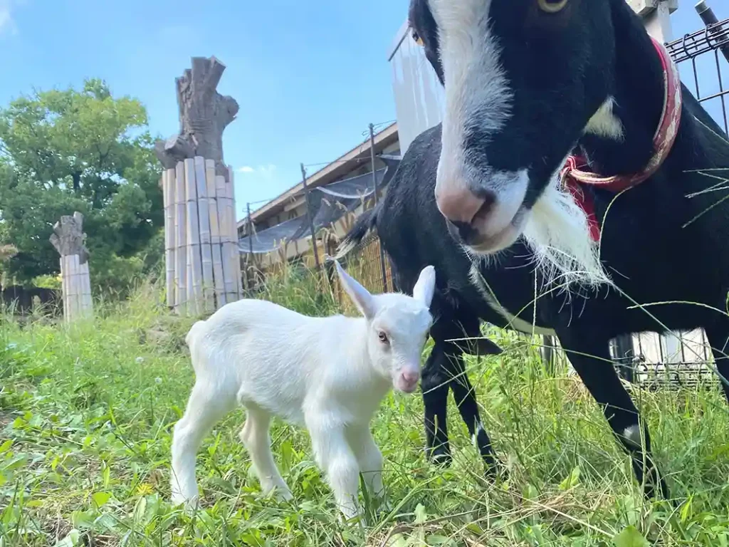 仔ヤギ　ハーベストの丘