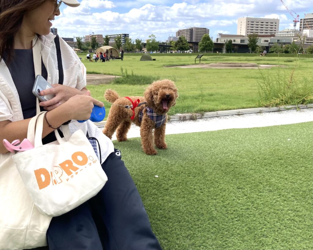 安満遺跡公園とトイプードル