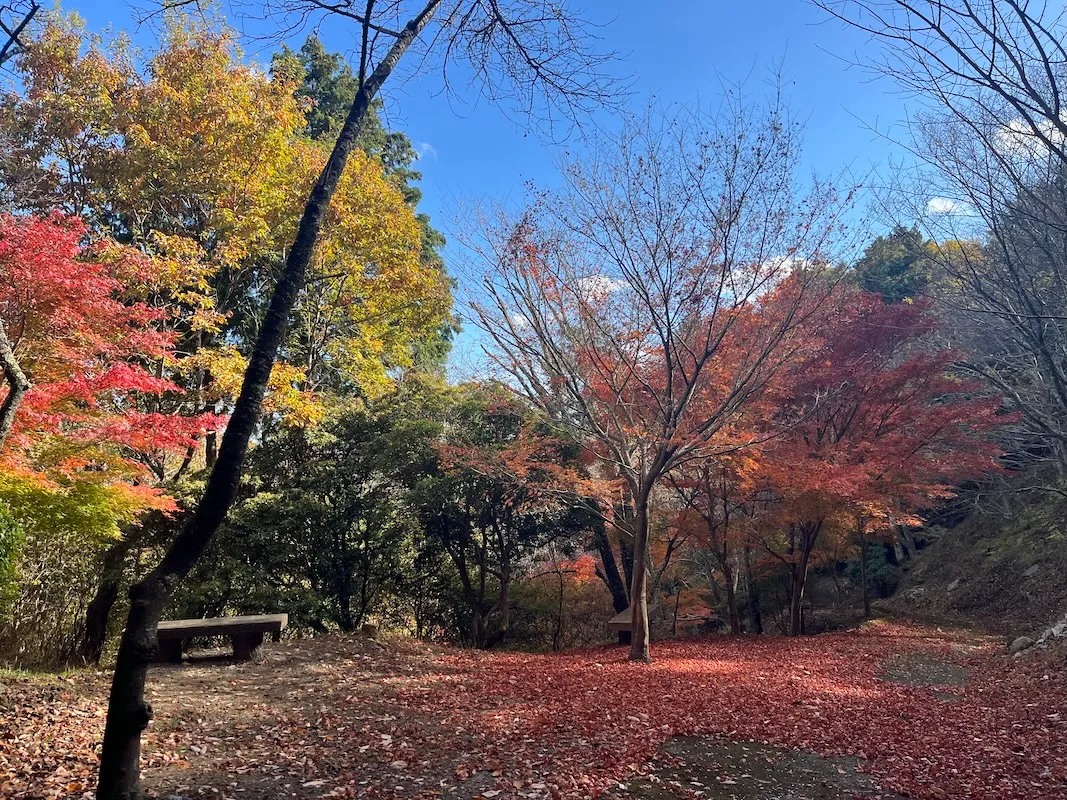 茨木・紅葉の穴場スポット「茨木市立桜の苑」は11月30日まで開園