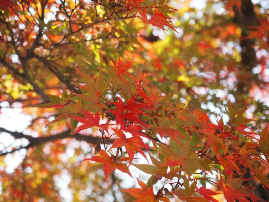 光明寺 紅葉