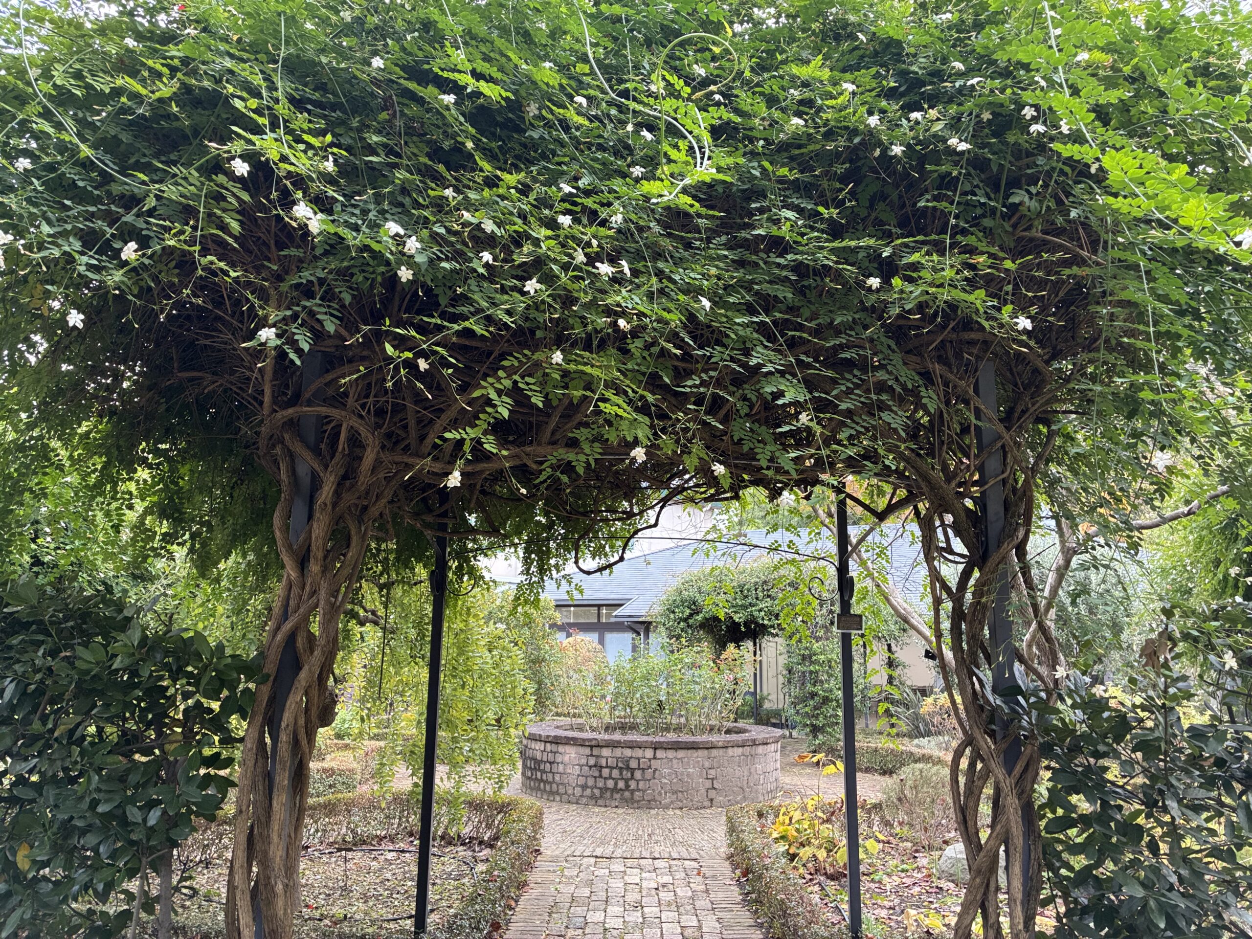 冬を目前にジャスミンのアーチが優しく香るメインガーデン。読書やランチにぴったりの空間。