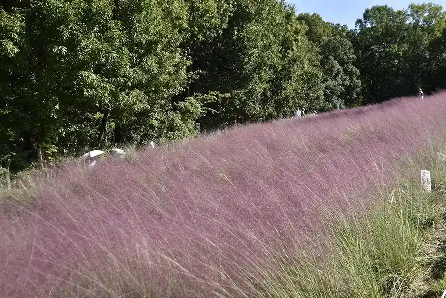 万博記念公園　ミューレンベルギア