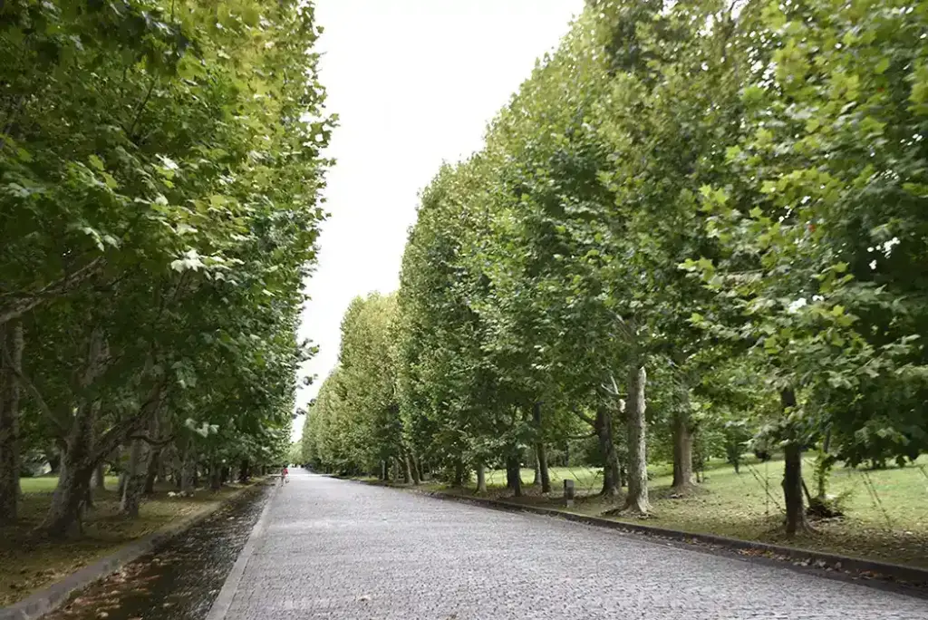 万博記念公園　プラタナスの並木