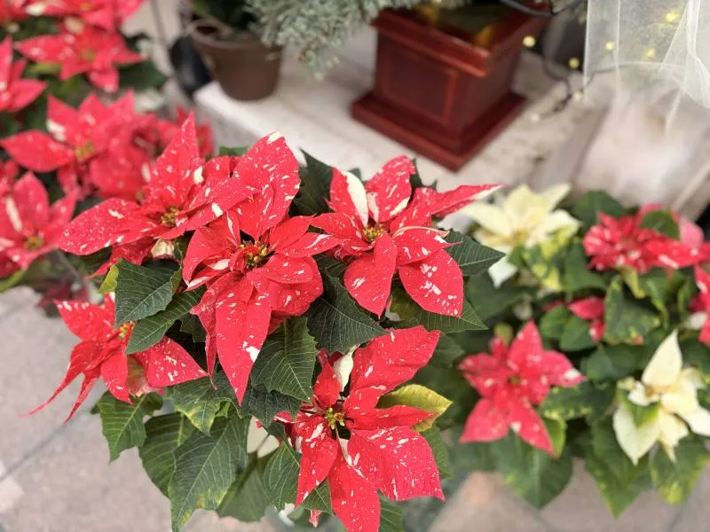鮮やかなポインセチア
