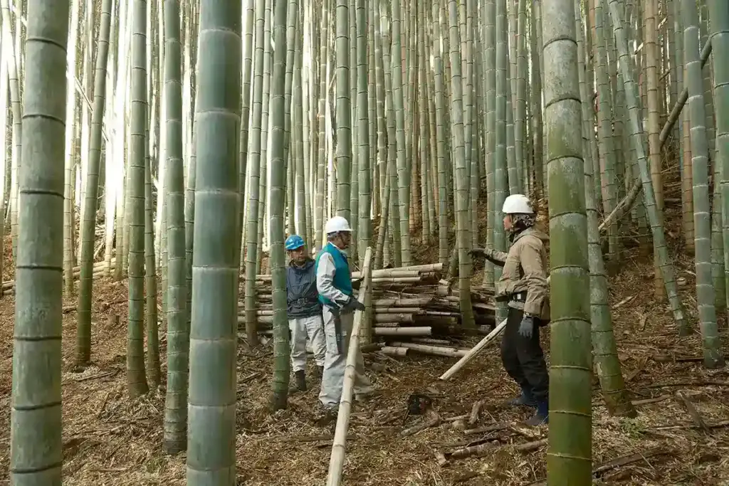 京都発・竹・流域環境ネット 竹林11