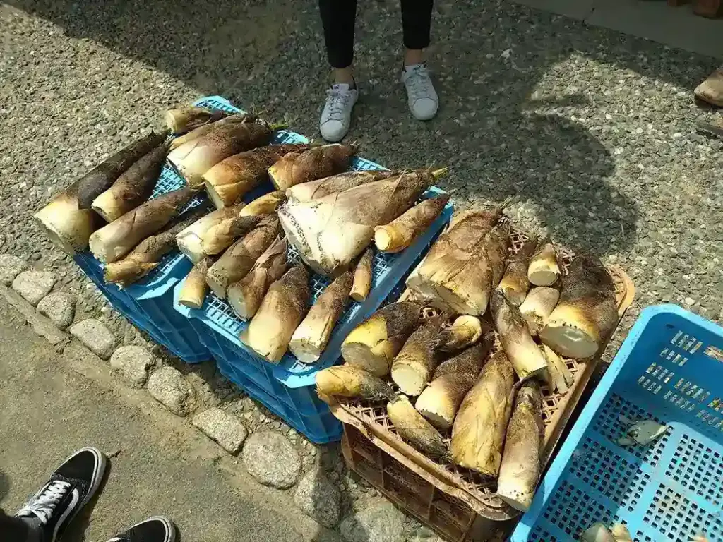 京都発・竹・流域環境ネット 京タケノコ