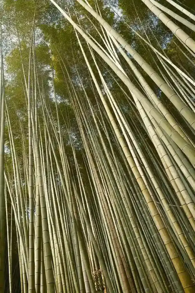 京都発・竹・流域環境ネット 竹林19