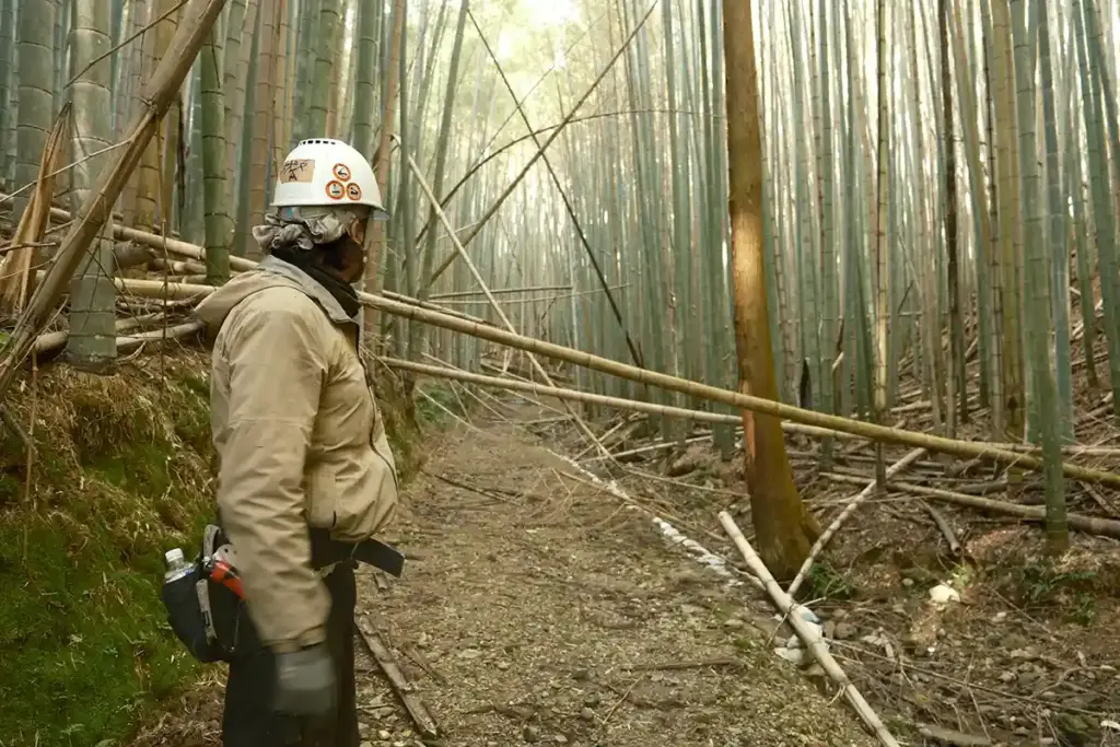 京都発・竹・流域環境ネット 竹林20