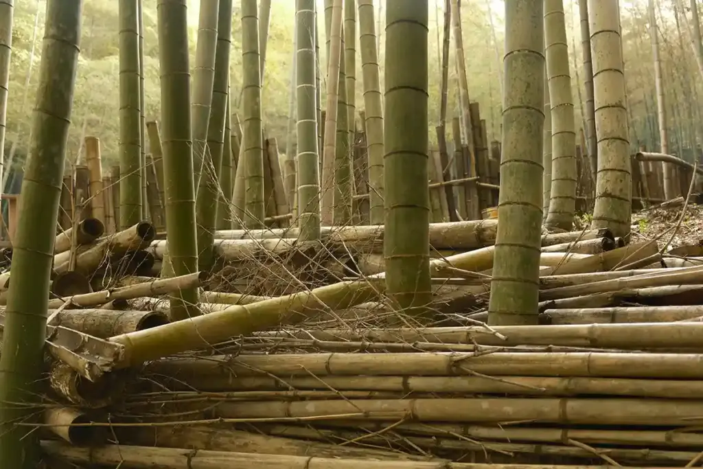 京都発・竹・流域環境ネット 竹林21