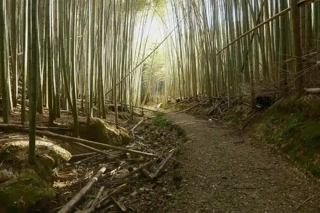京都発・竹・流域環境ネット 竹林22