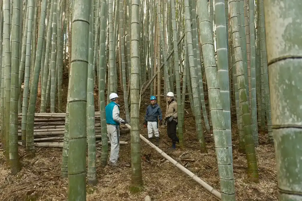 京都発・竹・流域環境ネット 竹林2