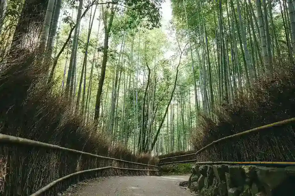 京都発・竹・流域環境ネット 嵐山