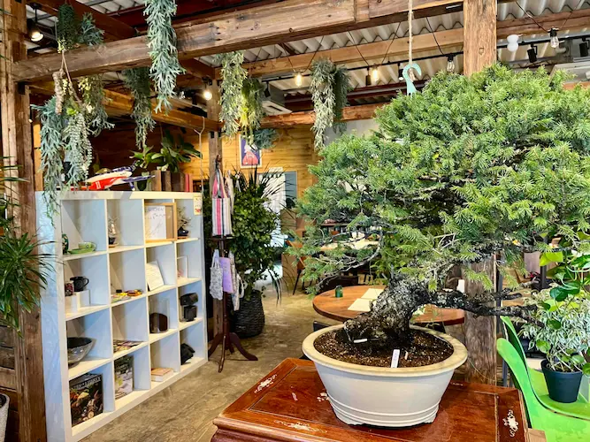 キベキッチン 店内にはグリーンがたくさん