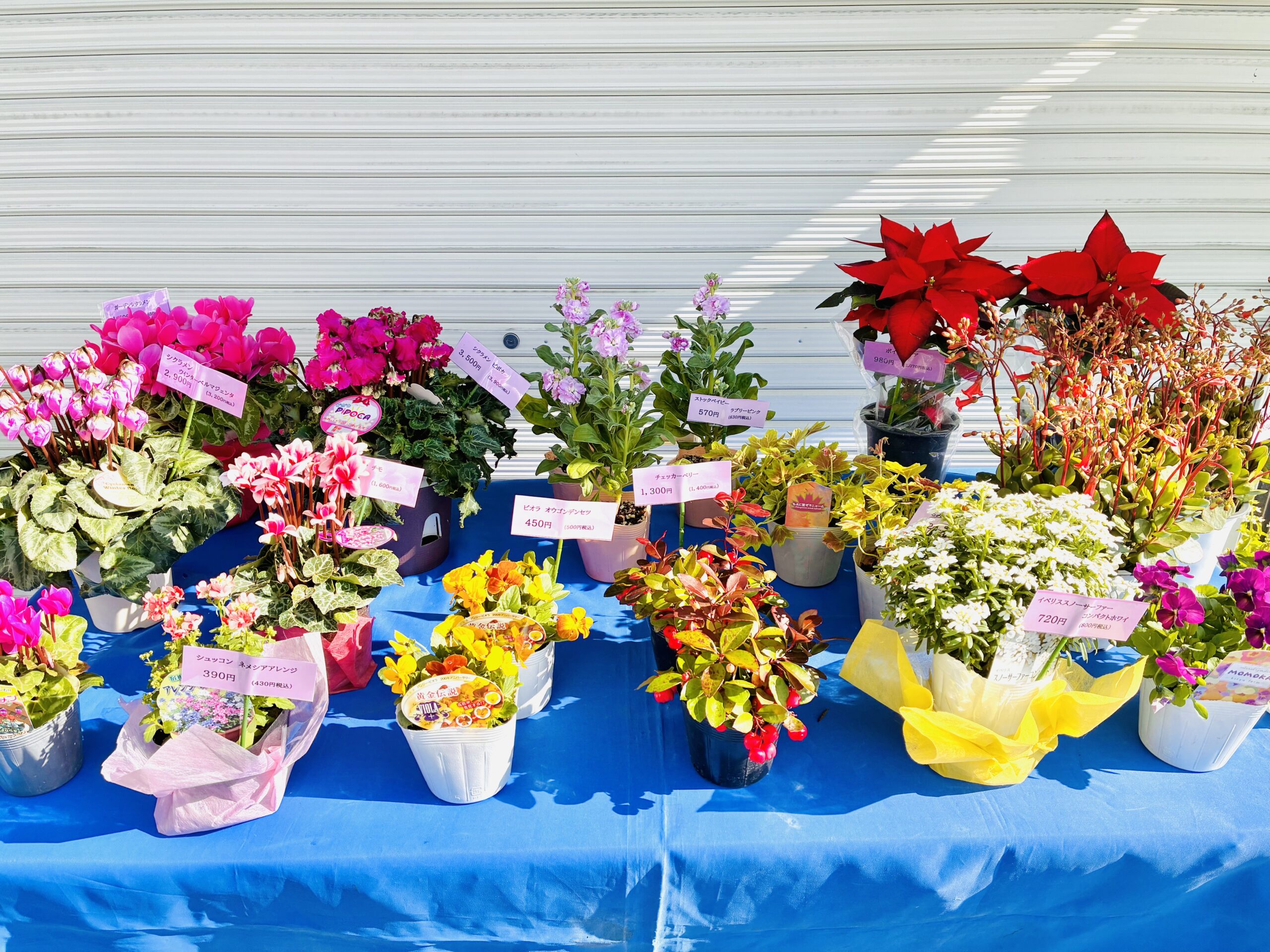 高槻富田町/出会えたらラッキー/テーブルに鉢植えが一杯のお花屋さん