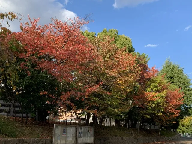 スターバックス 神戸大学店 紅葉
