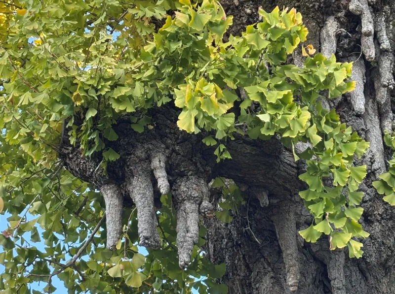 箕面市光明寺大イチョウ2