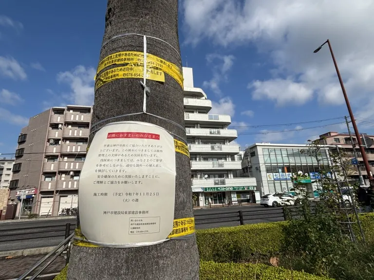 岡本交差点のバラ園　ヤシの木伐採のお知らせ