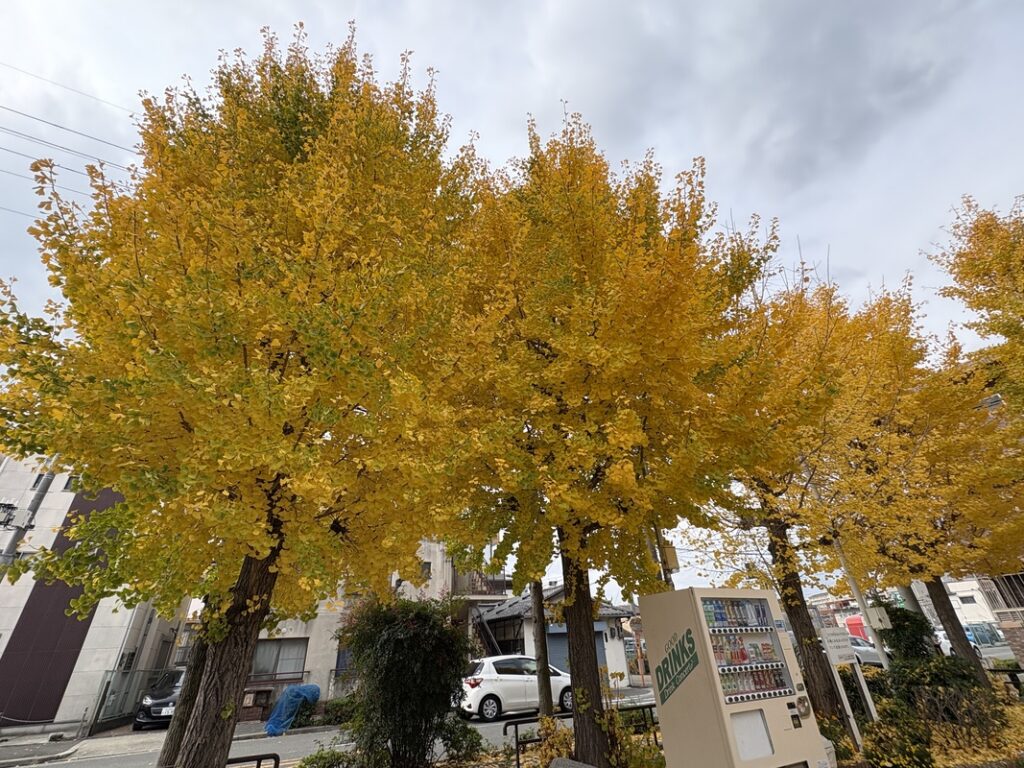 日之出東公園紅葉見上げた風景