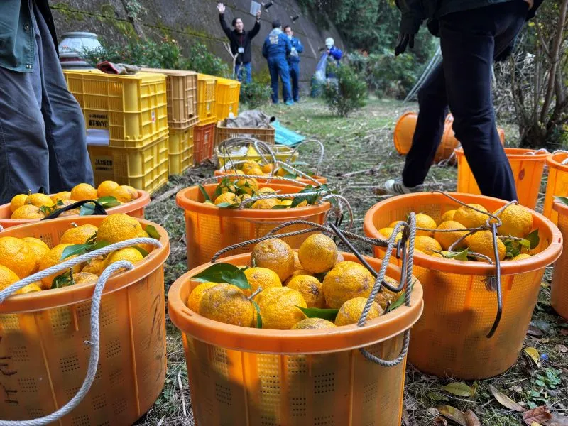 ゆず収穫サポーター3