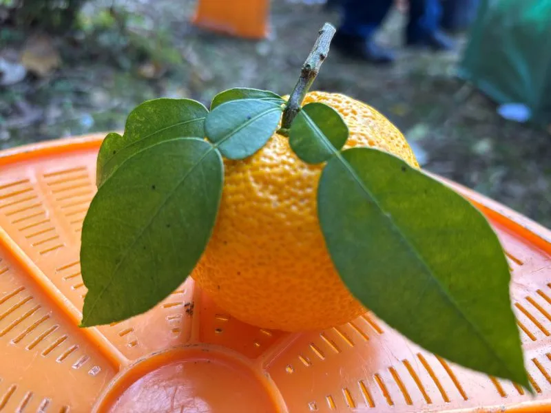 箕面とどろみ｜ゆず収穫サポーター｜農家さんのお手伝い体験に行ってきた！