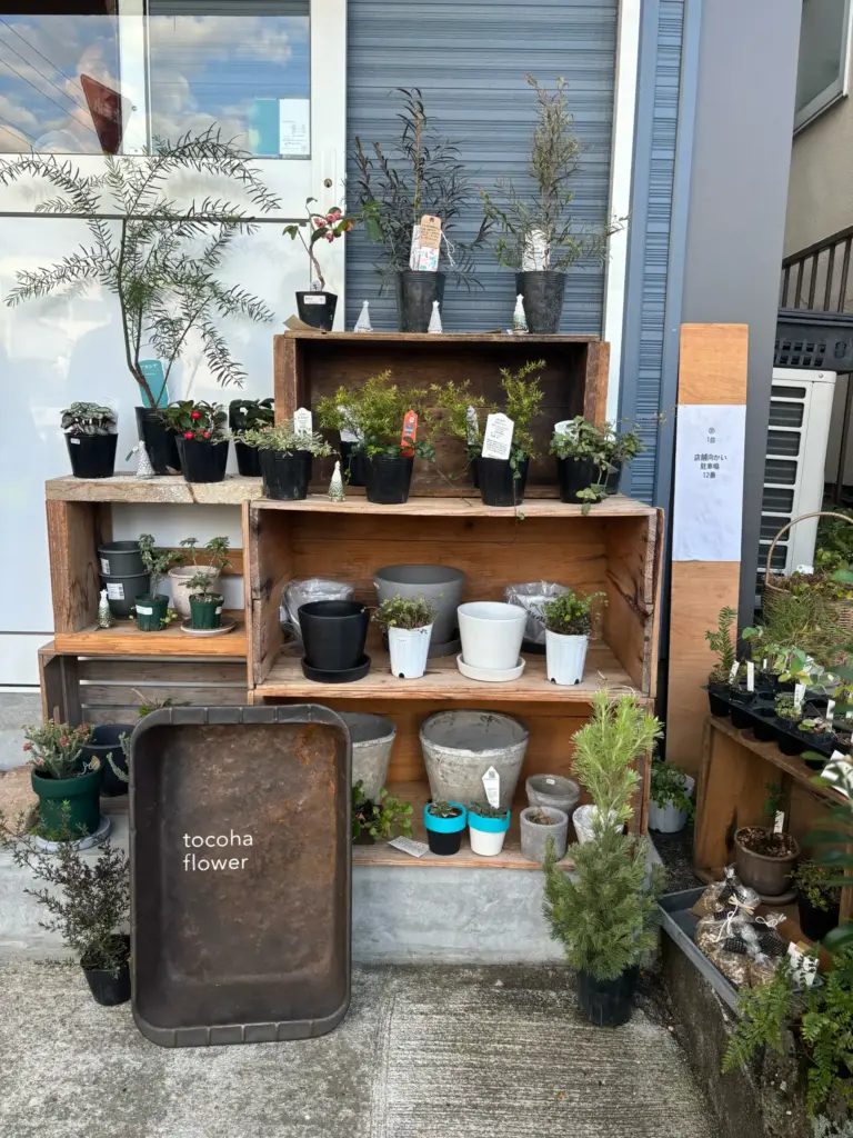 “tocoha flower”の外観