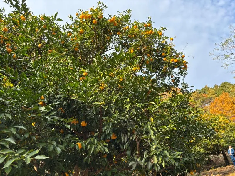 ゆず収穫サポーター