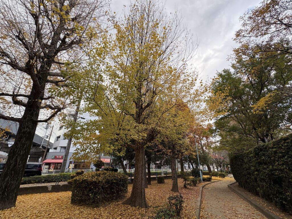 「瑞光寺」前の広場の紅葉の様子